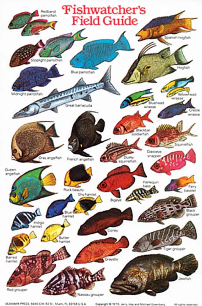 Caribbean/FL Fish ID Card (Fishwatchers)