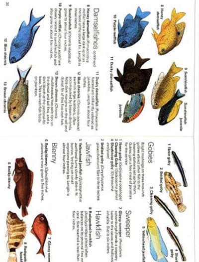 Waterproof Pocket Guide – Corals & Fishes Florida, Bahamas & Caribbean Inside