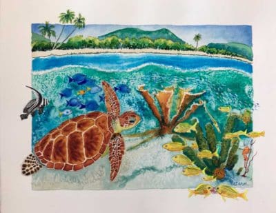 St. John Calendar - Turtle at Frances August