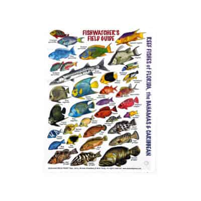 Caribbean/FL Fish ID Card (Fishwatchers)